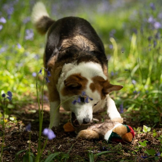 PETFACE Multi Squeak Pheasant Plush Dog Toy