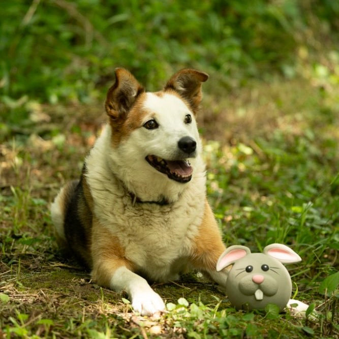 PETFACE Rico Rabbit Latex Dog Toy