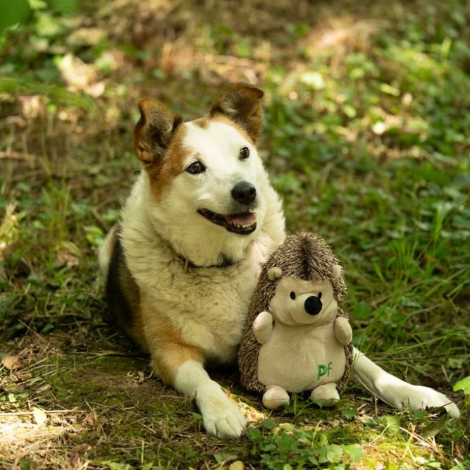 PETFACE Heston HedgehogPlush Dog Toy