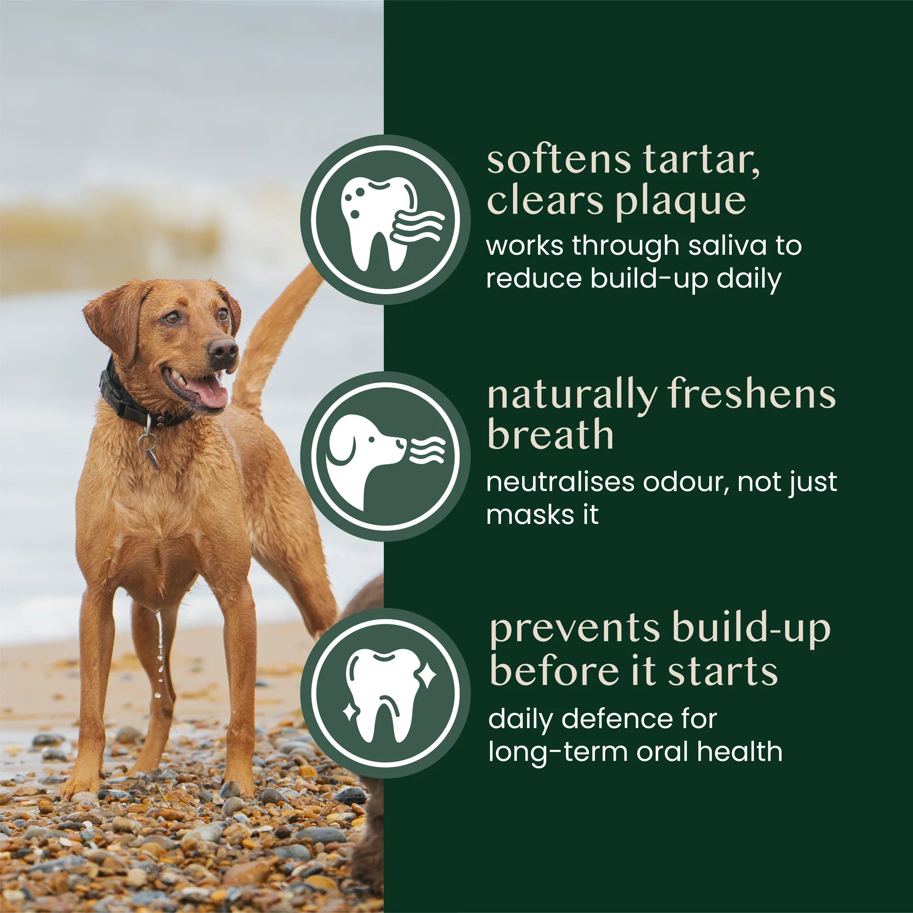 Fettle Natural Kelp Seaweed Powder