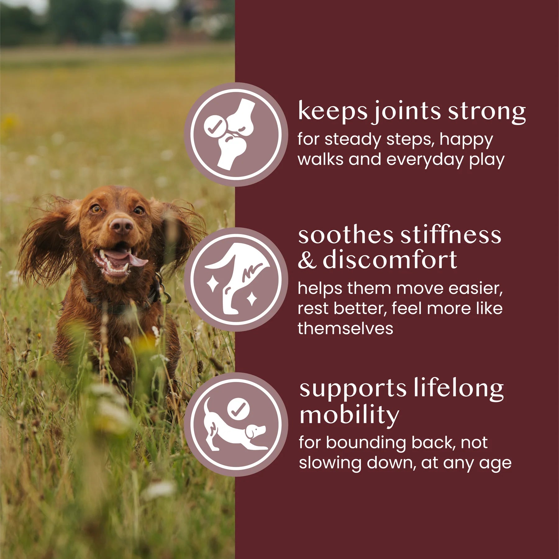 Fettle Natural & Wholefood Pure Joint Support