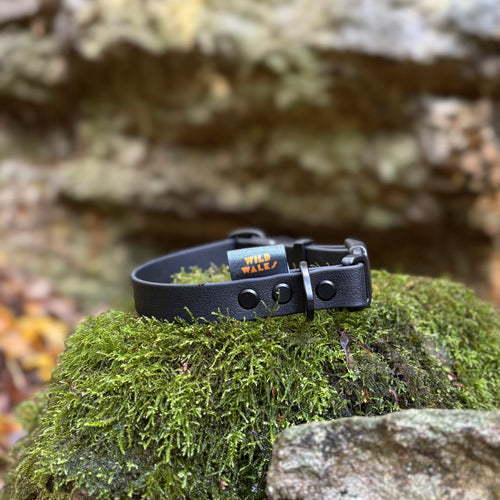 Aurora Waterproof Collar