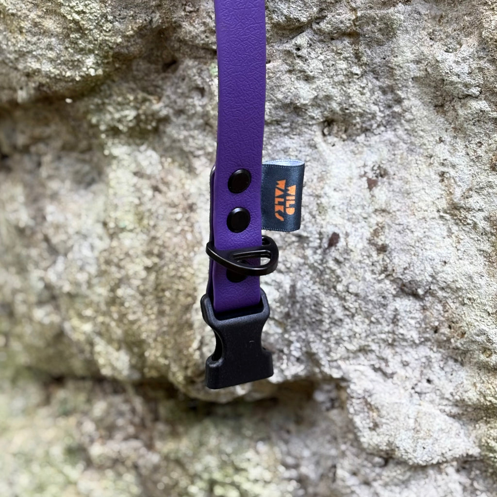 Aurora Waterproof Collar