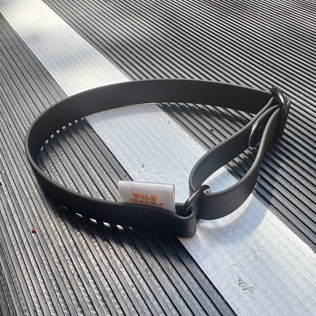 Custom Flyball Racing Collar