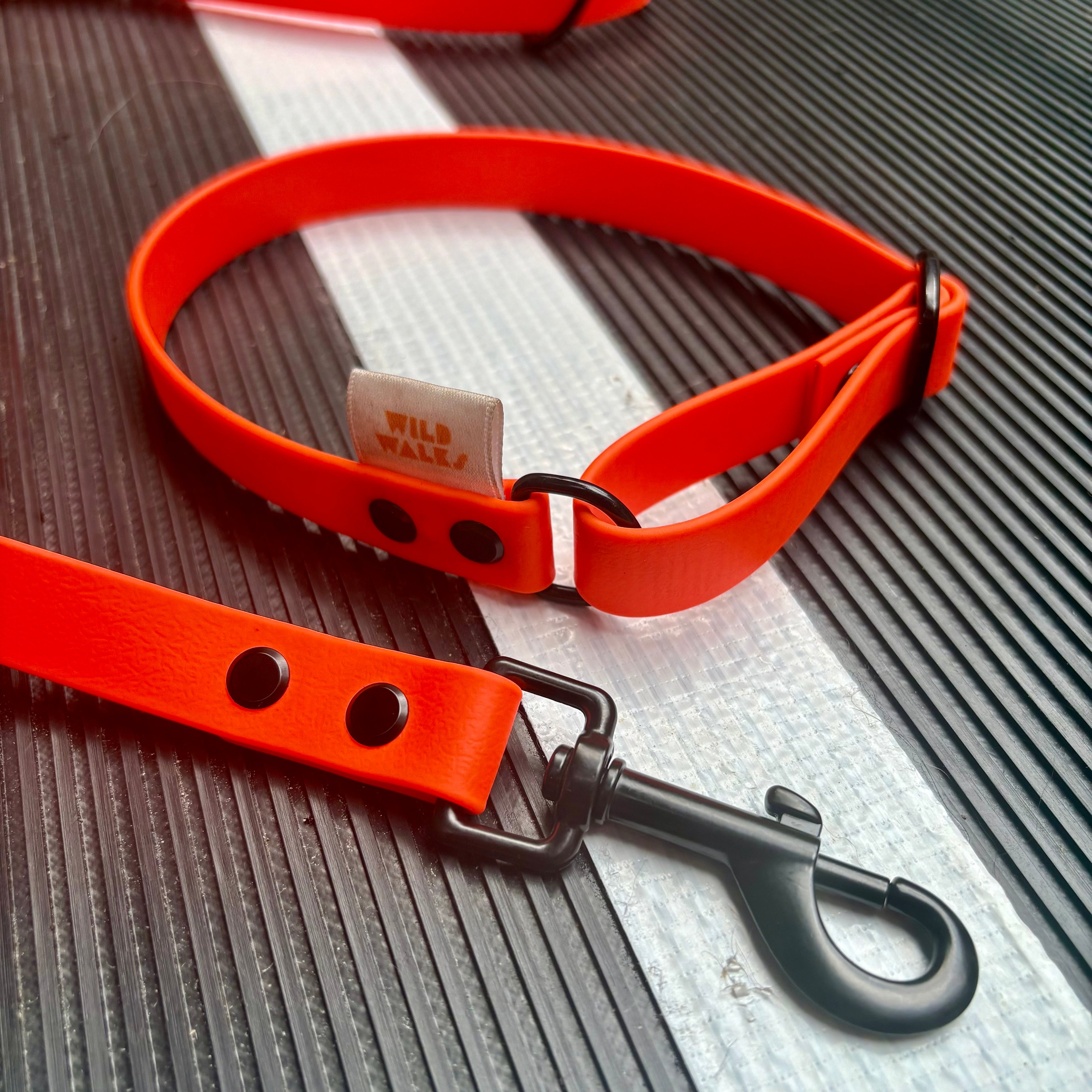 Custom Flyball Racing Collar
