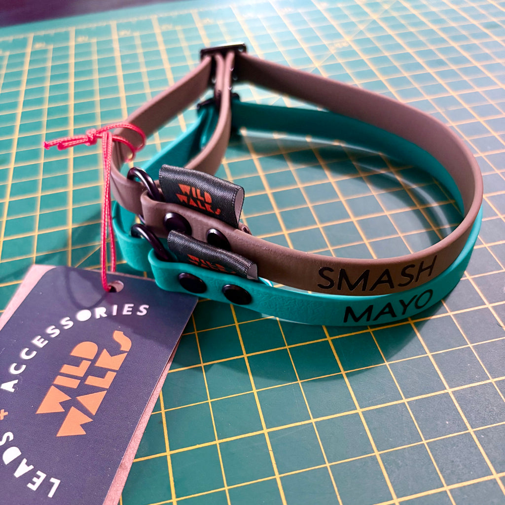 Custom Flyball Racing Collar