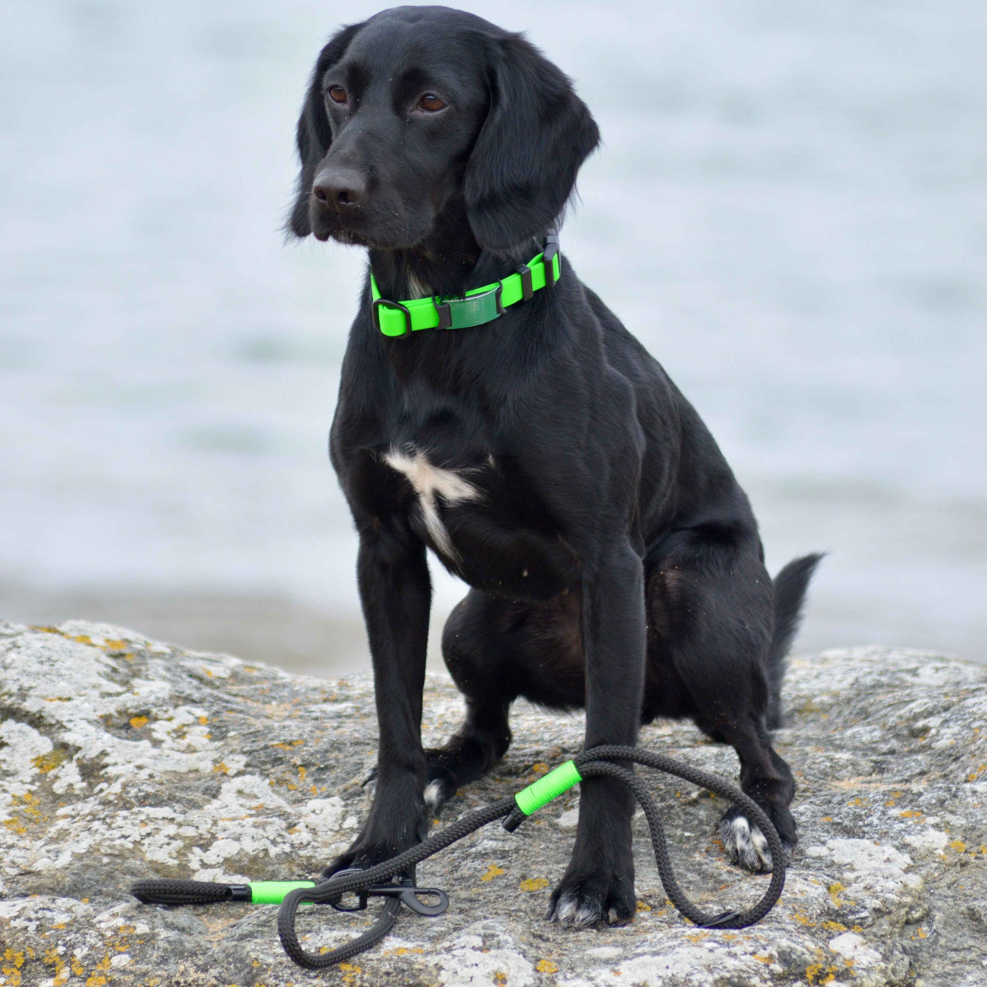 Aurora Waterproof Collar